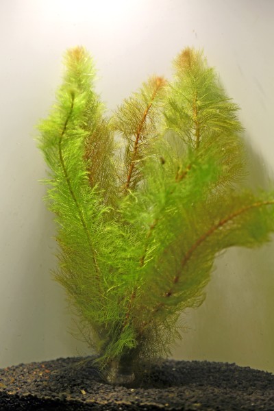 Myriophyllum pinnatum - Rotstängeliges Tausendblatt submers
