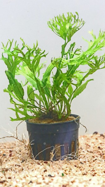 Microsorum pteropus "Windelov" als submerse Pflanze