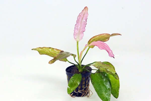 Echinodorus 'Oriental' - pinkfarbige Schwertpflanze