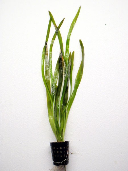 Vallisneria australis - Riesenvallisnerie - "Vallisneria gigantea"