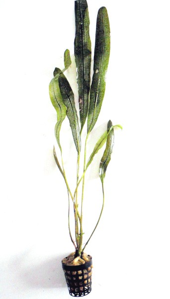 Aponogeton madagascariensis var madagascariensis - Schmalblättrige Gitterpflanze