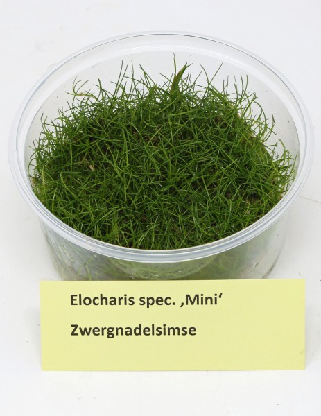 Elocharis spec. 'Mini' , Zwergnadelsimse - Invitrodose