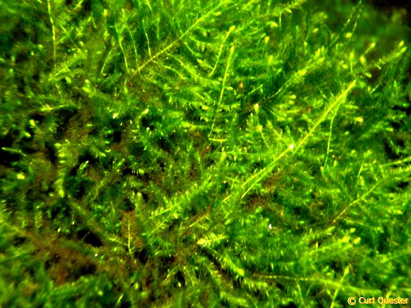 Taxiphyllum sp. "Spiky" - Stachelmoos