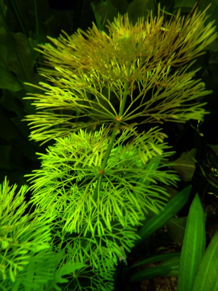 Limnophila sessiliflora im Aquarium