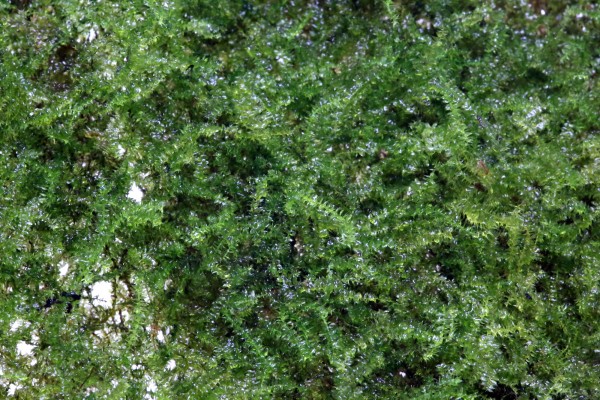 Vesicularia montagnei - Christmas Moos