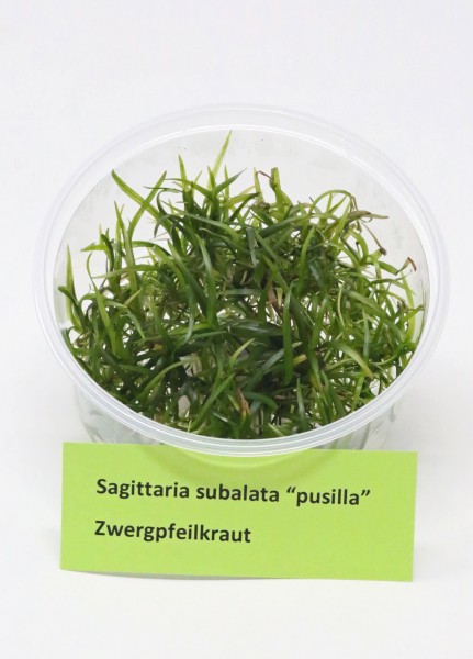 Sagittaria subulata "Pusilla" - Zwergpfeilkraut aus In Vitro Kultur