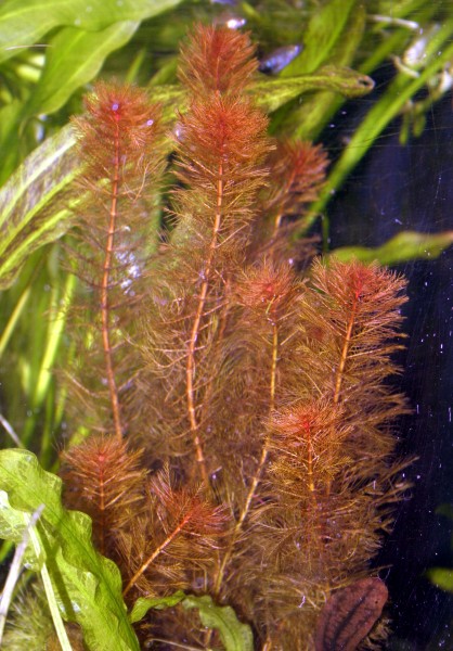 Myriophyllum tuberculatum