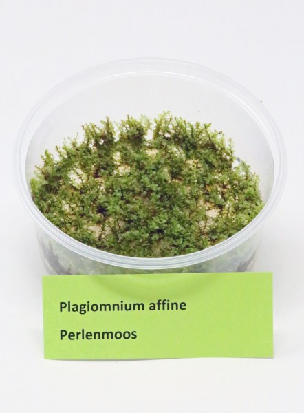 Plagiomnium cf. affine - Perlenmoos aus In Vitro Kultur