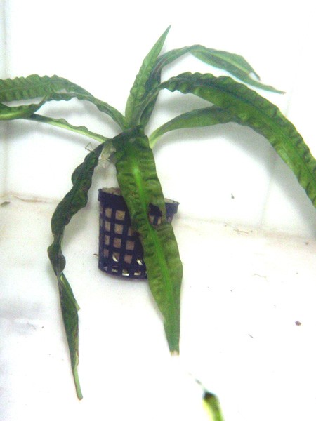 Crinum natans - junge Pflanze 