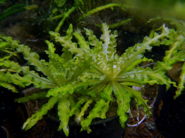 Pogostemon helferi - Kleine Sternpflanze in der Aufsicht