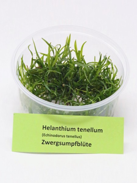 Helanthium tenellum (Echinodorus tenellus) Invitro