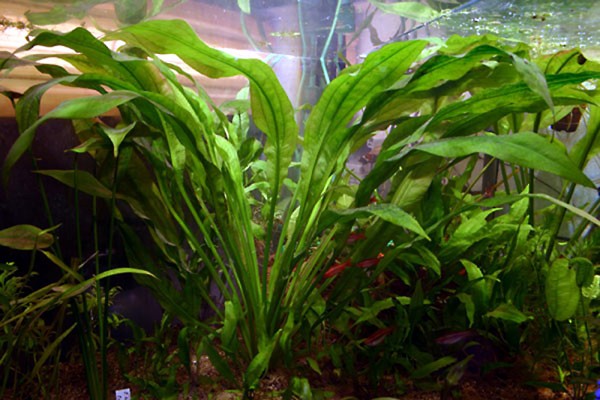 Echinodorus grisebachii 'Amazonicus' im Aquarium