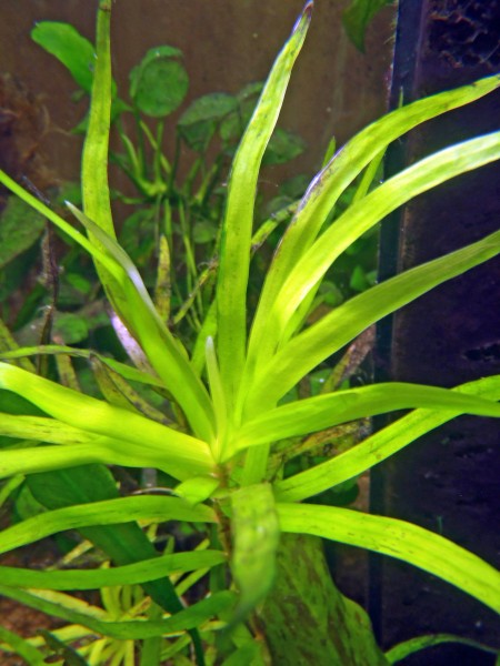 Eichhornia diversifolia im Aquarium